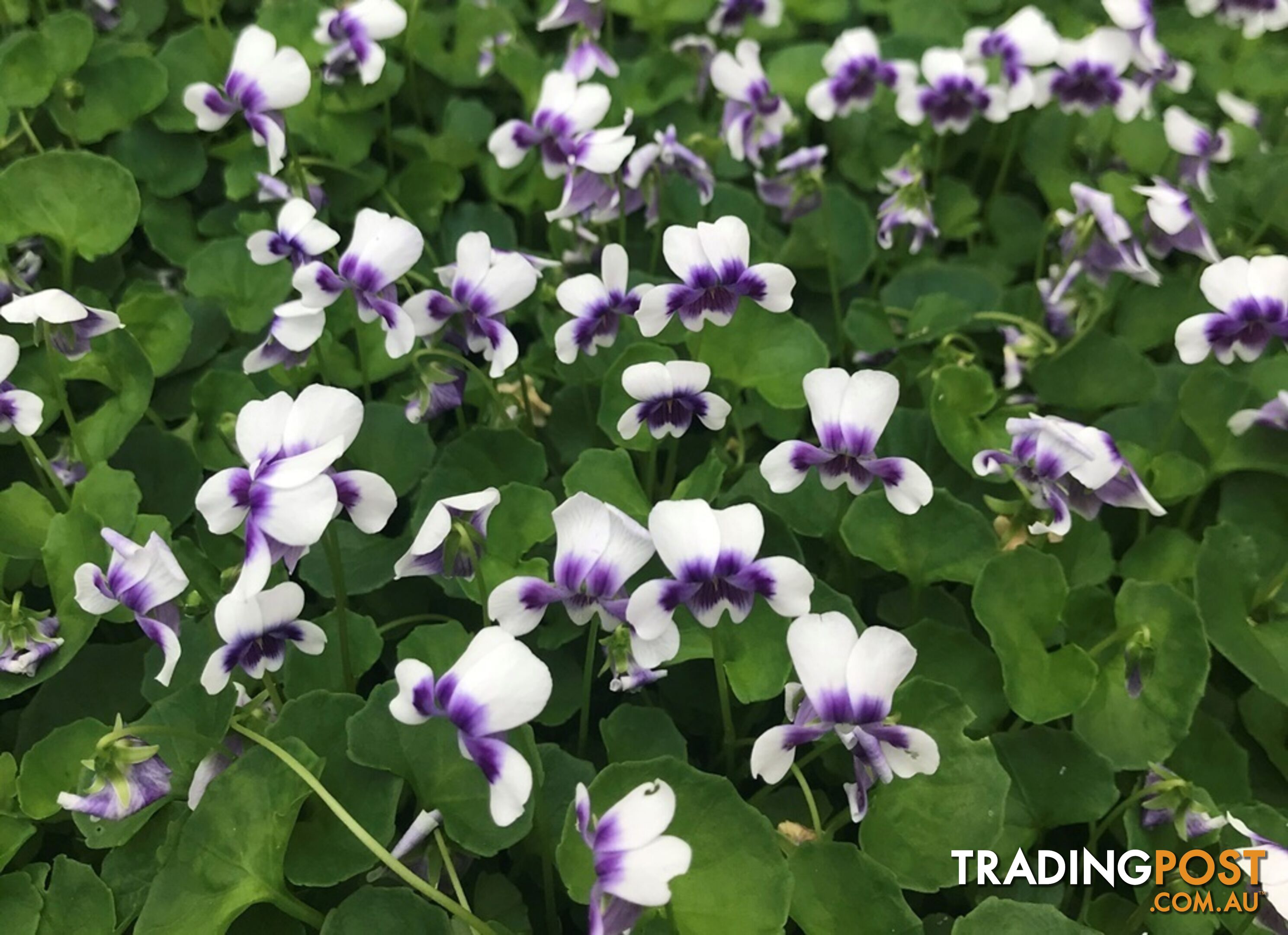 Native Violet ~ Viola hederacea in trays - Free Delivery $45.00