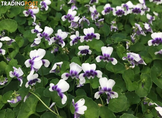 Native Violet ~ Viola hederacea in trays - Free Delivery $45.00