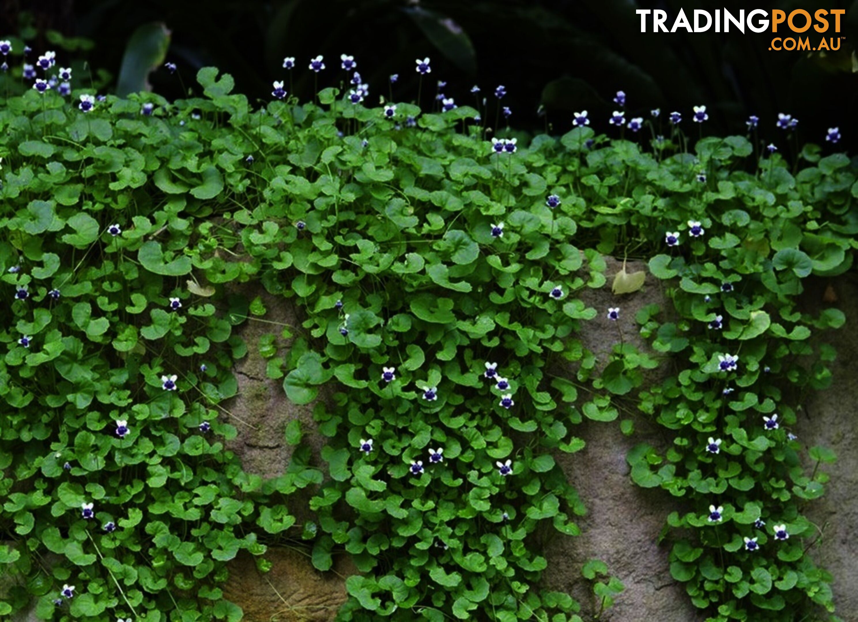 Native Violet ~ Viola hederacea in trays - Free Delivery $45.00