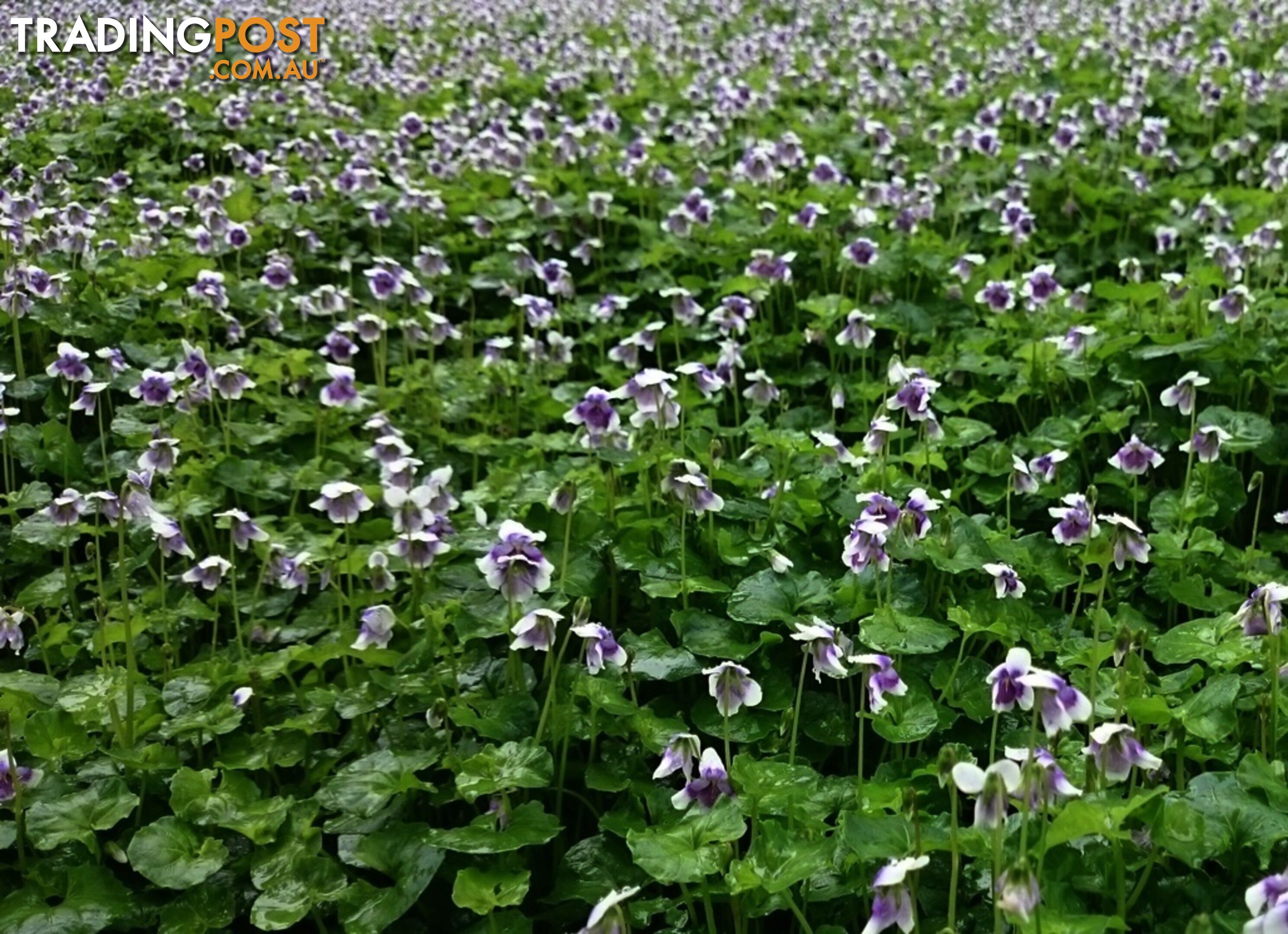 Native Violet ~ Viola hederacea in trays - Free Delivery $45.00