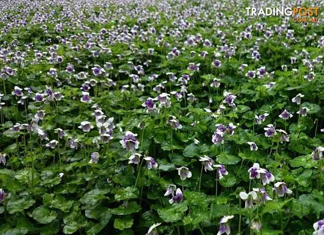 Native Violet ~ Viola hederacea in trays - Free Delivery $45.00