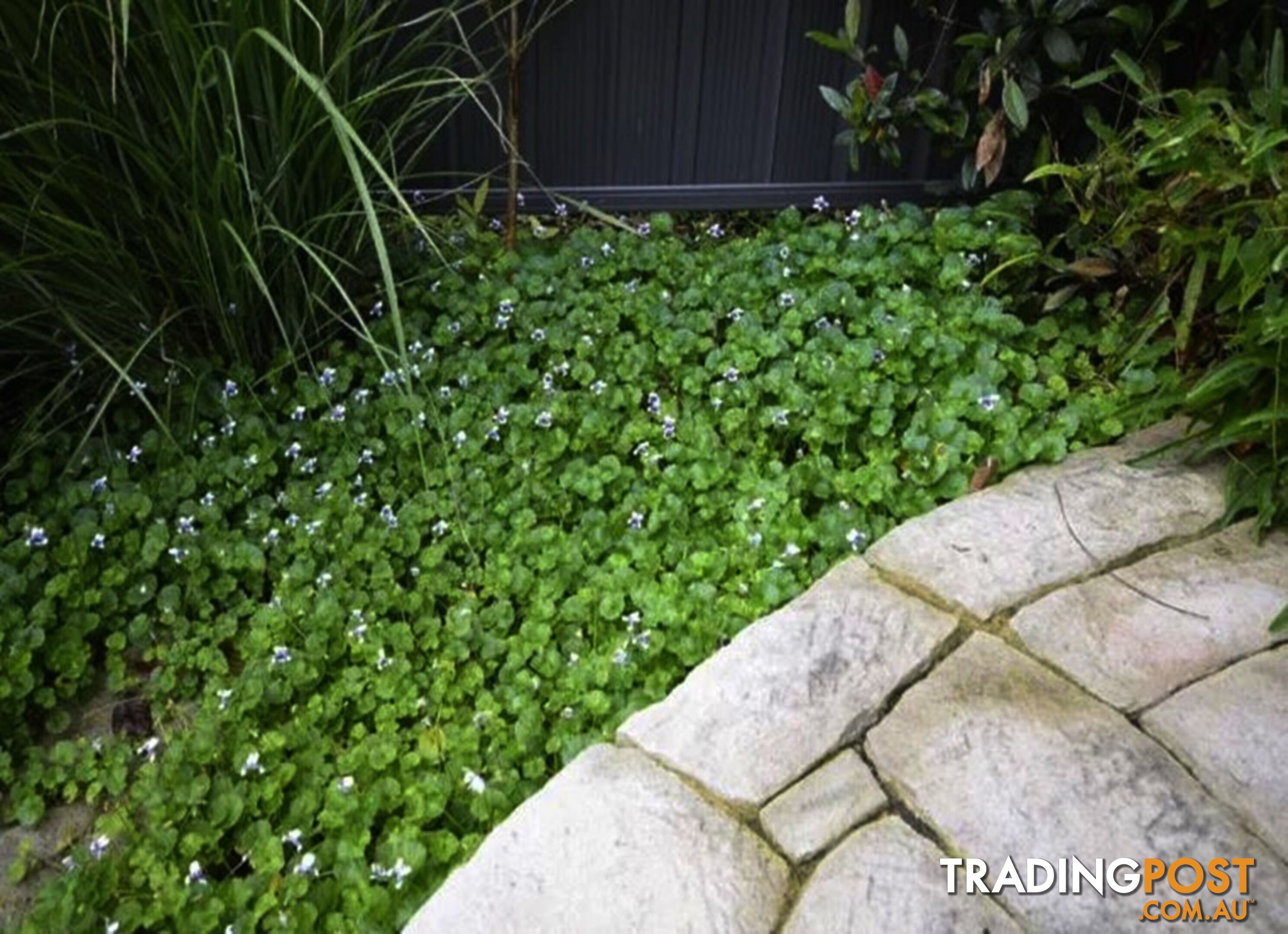 Native Violet ~ Viola hederacea in trays - Free Delivery $45.00