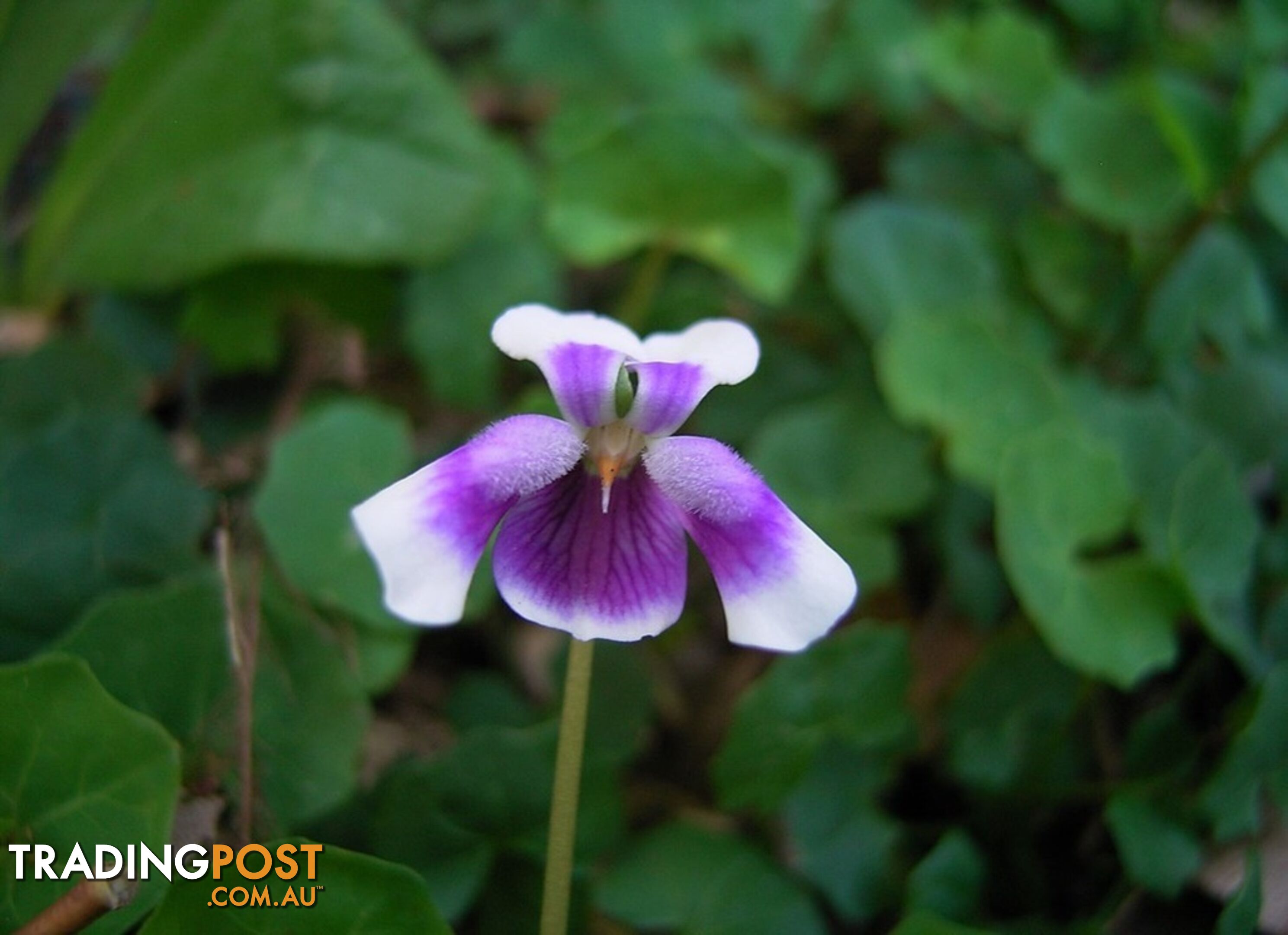 Native Violet ~ Viola hederacea in trays - Free Delivery $45.00