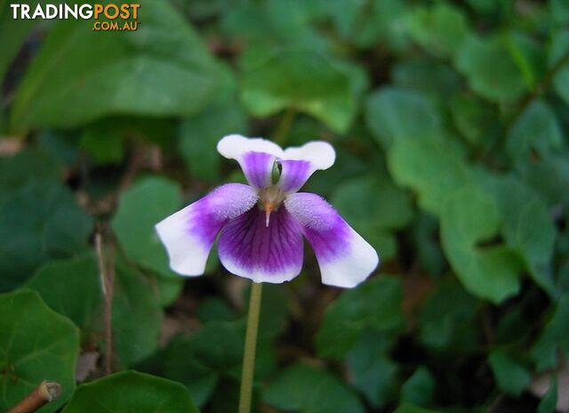 Native Violet ~ Viola hederacea in trays - Free Delivery $45.00