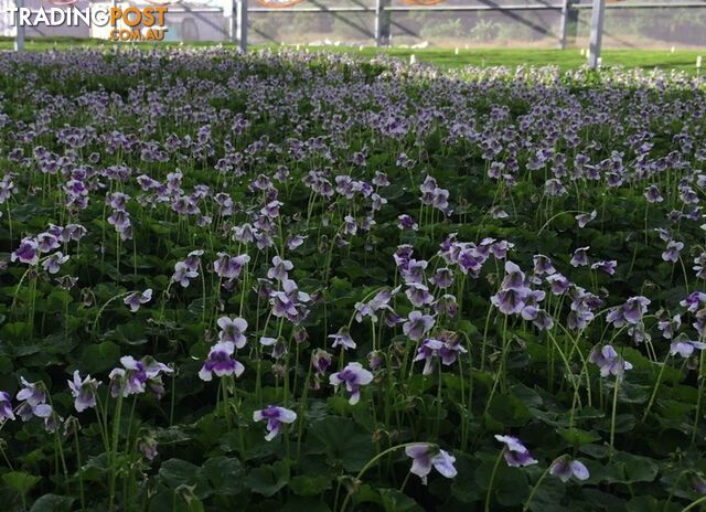 Native Violet ~ Viola hederacea in trays - Free Delivery $45.00