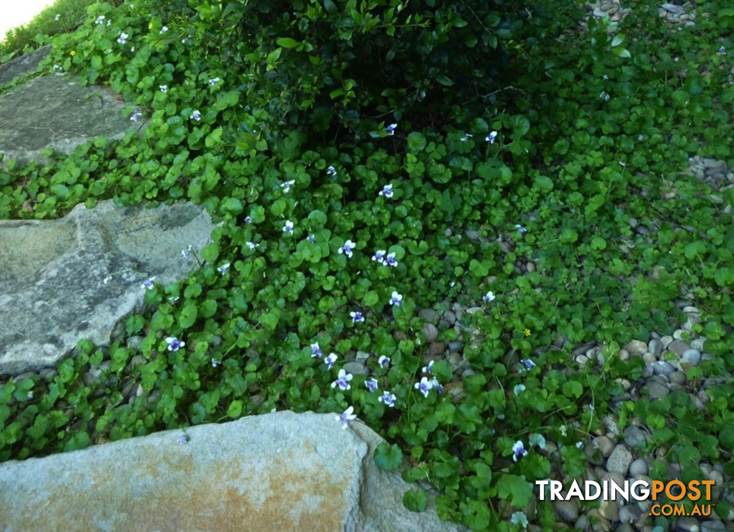 Native Violet ~ Viola hederacea in trays - Free Delivery $45.00