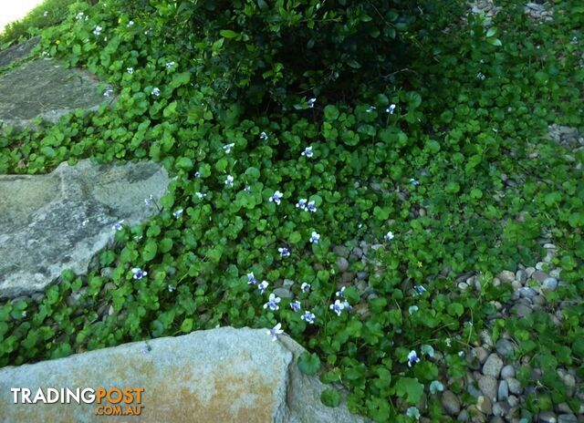 Native Violet ~ Viola hederacea in trays - Free Delivery $45.00