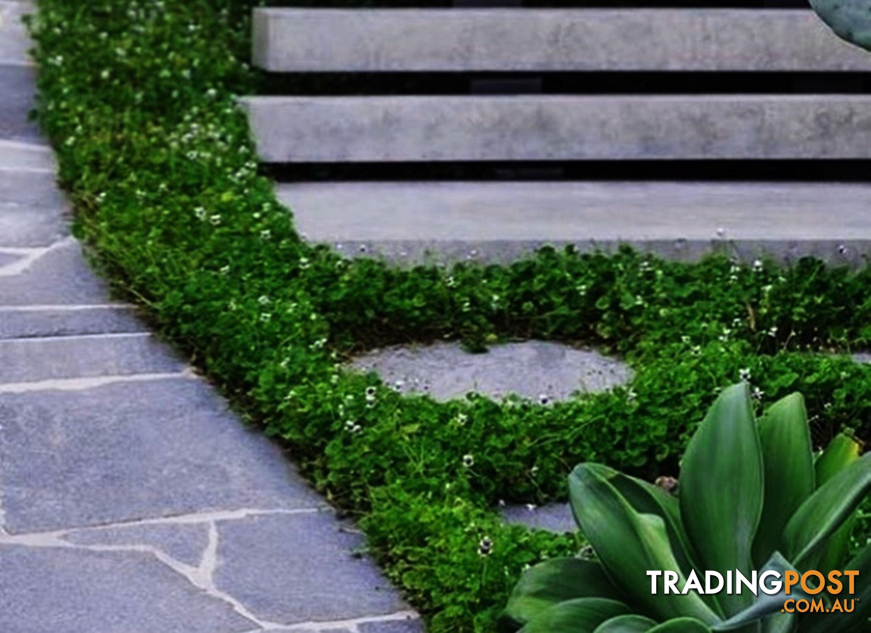 Native Violet ~ Viola hederacea in trays - Free Delivery $45.00