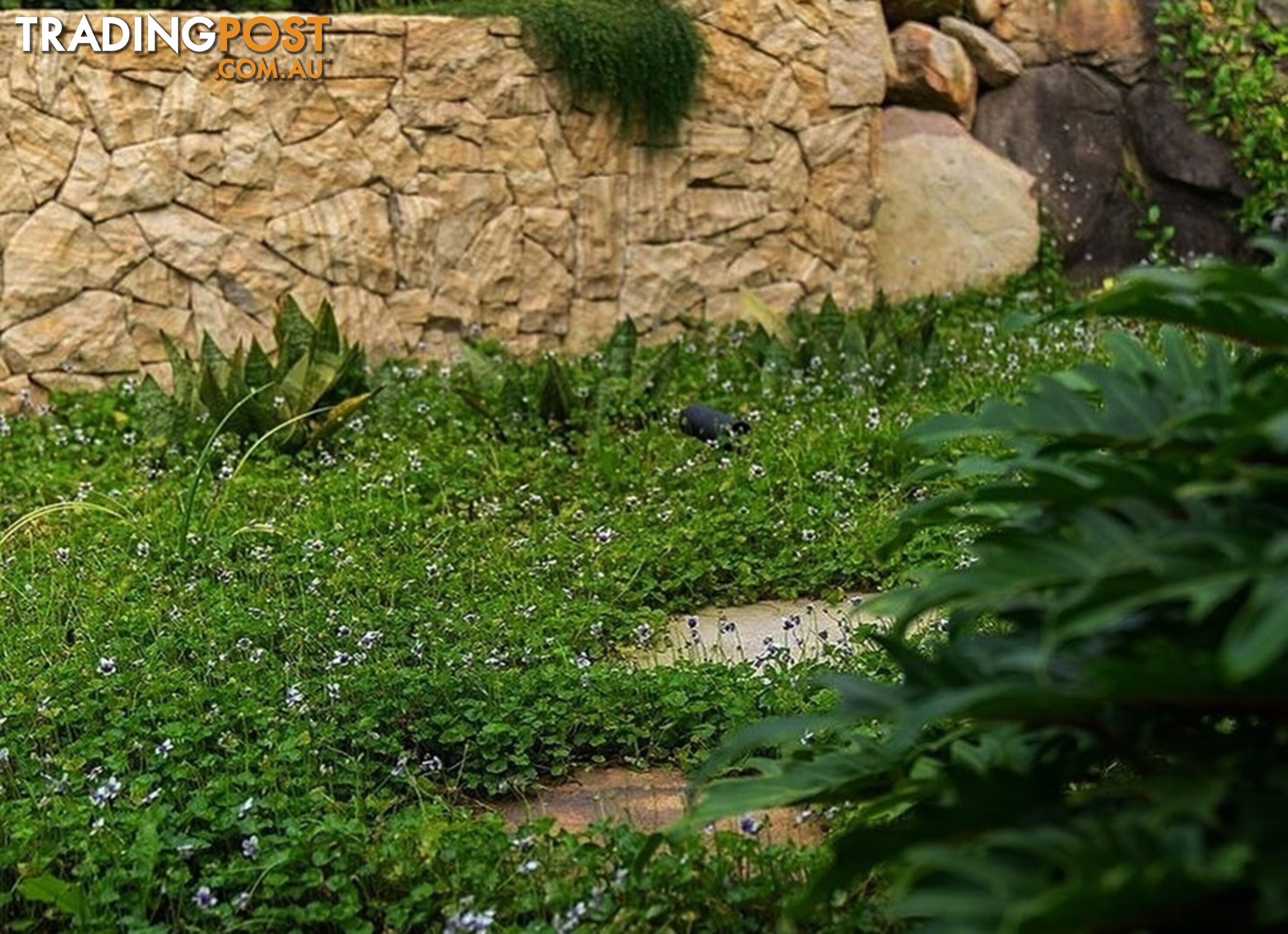 Native Violet ~ Viola hederacea in trays - Free Delivery $45.00