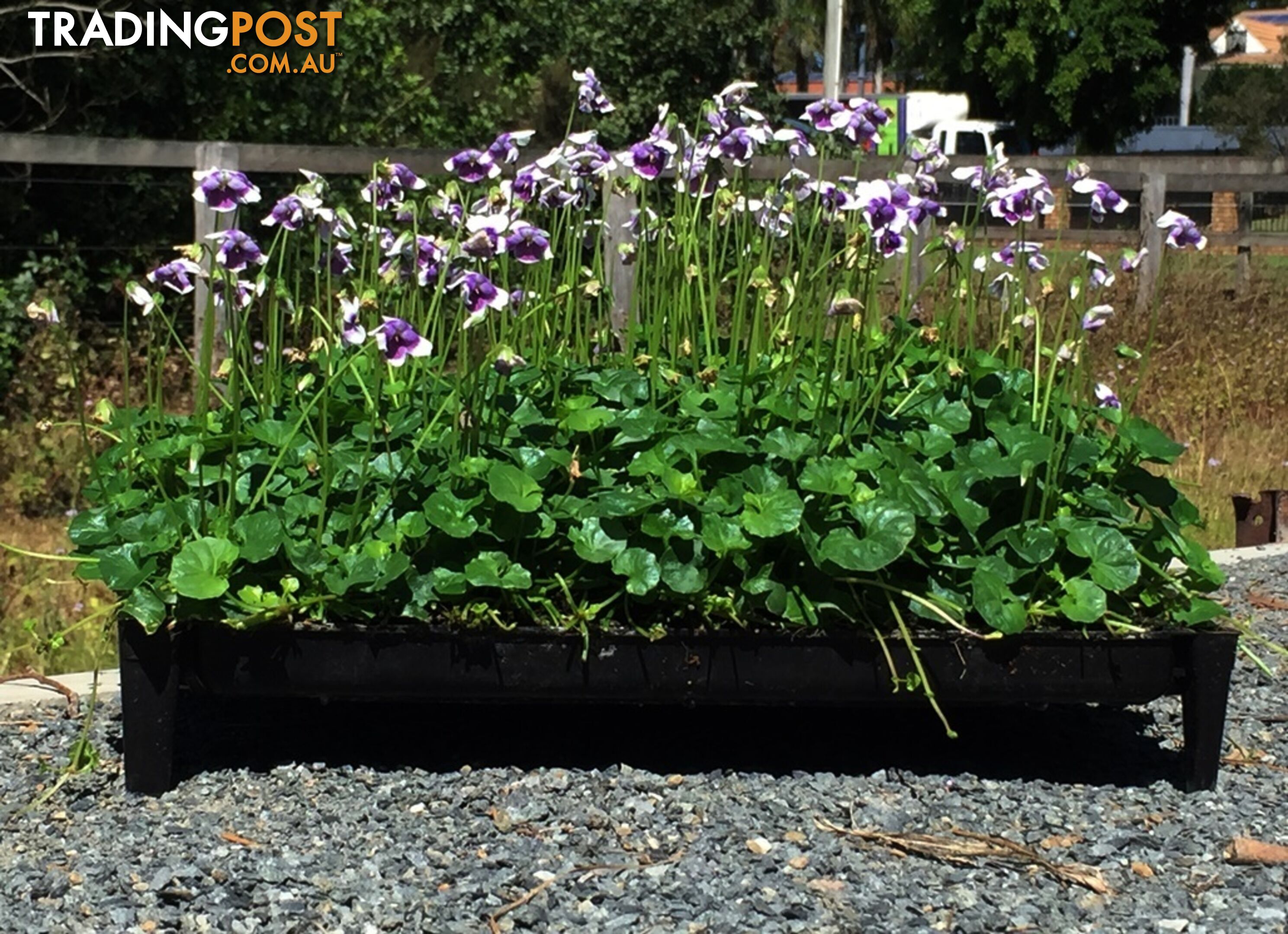 Native Violet ~ Viola hederacea in trays - Free Delivery $45.00