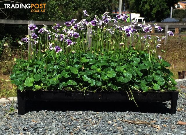 Native Violet ~ Viola hederacea in trays - Free Delivery $45.00