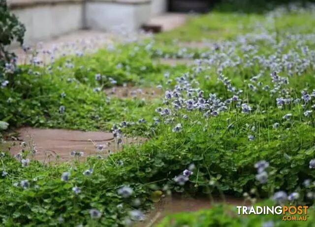 Native Violet ~ Viola hederacea in trays - Free Delivery $45.00