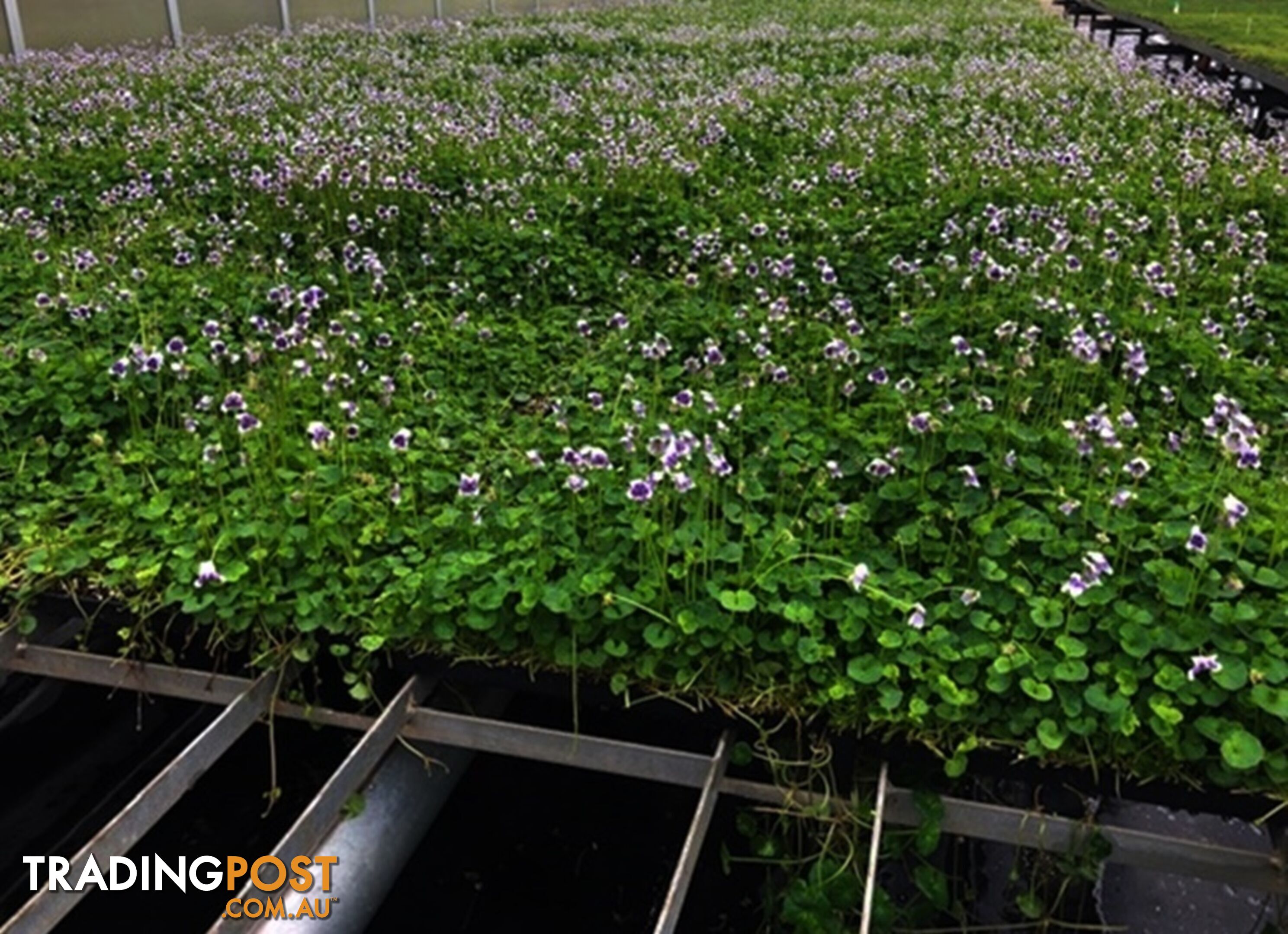 Native Violet ~ Viola hederacea in trays - Free Delivery $45.00