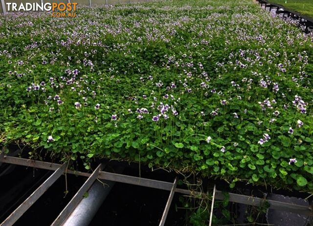 Native Violet ~ Viola hederacea in trays - Free Delivery $45.00