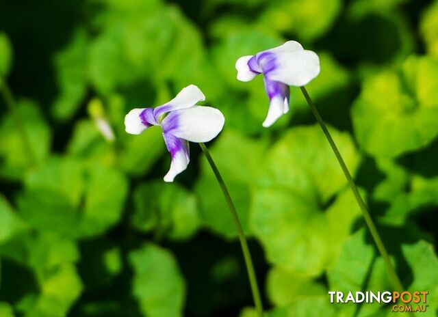 Native Violet ~ Viola hederacea in trays - Free Delivery $45.00