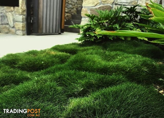 Special - No Mow Grass (Zoysia) 10 x 100mm pots - $70.00 free delivery