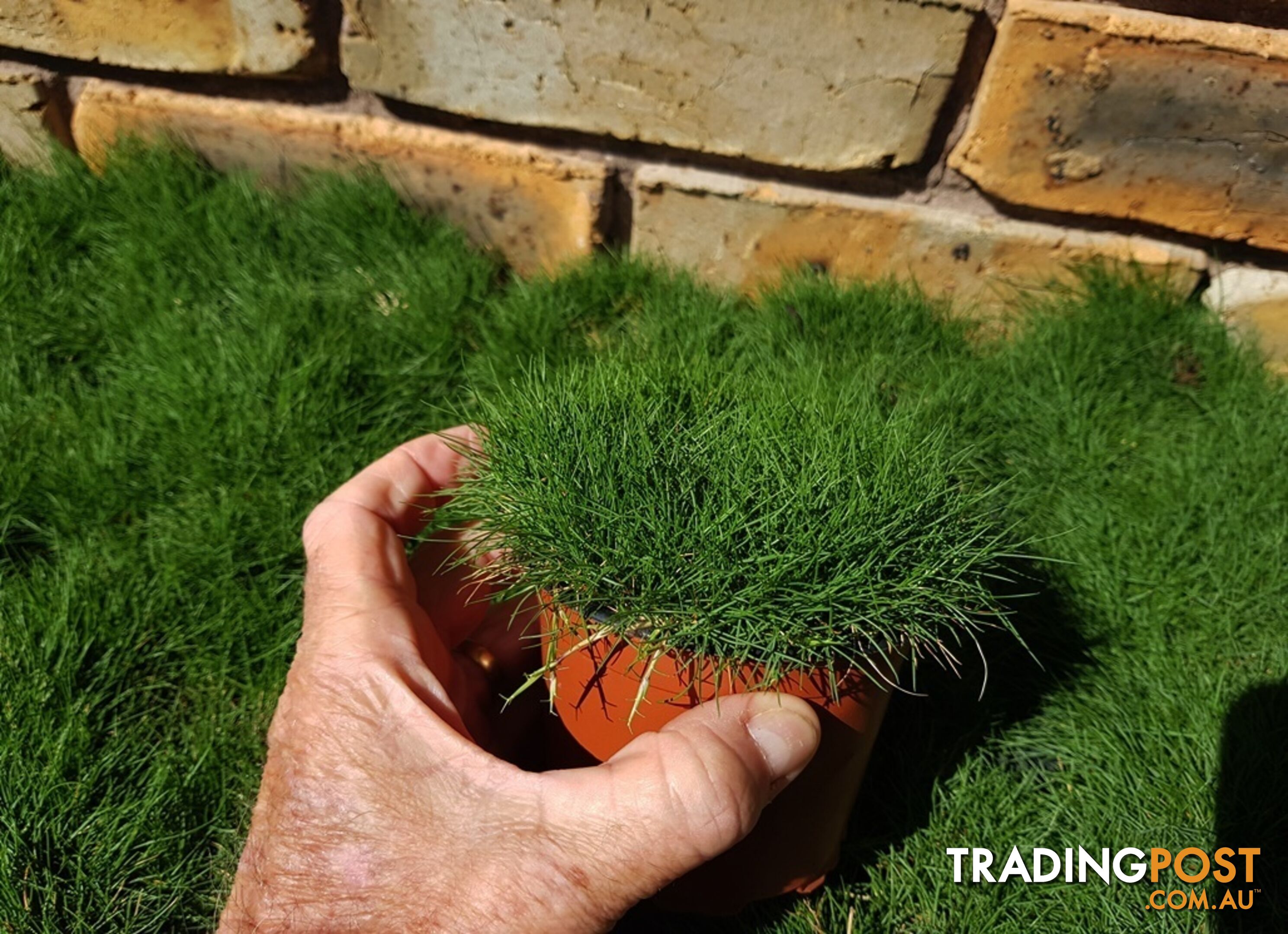 Special - No Mow Grass (Zoysia) 10 x 100mm pots - $70.00 free delivery