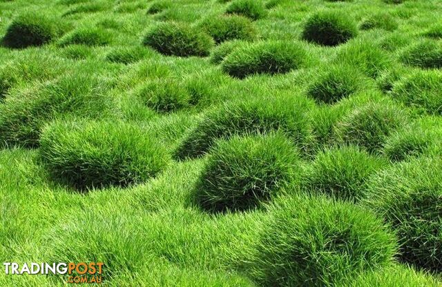 Trays of Korean Petting Grass (No Mow) $49 per Tray Free Courier Delivery