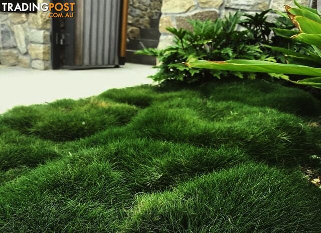 6 x Trays Zoysia Tenuifolia (350mm x 295mm) $205.00 (QLD Only)