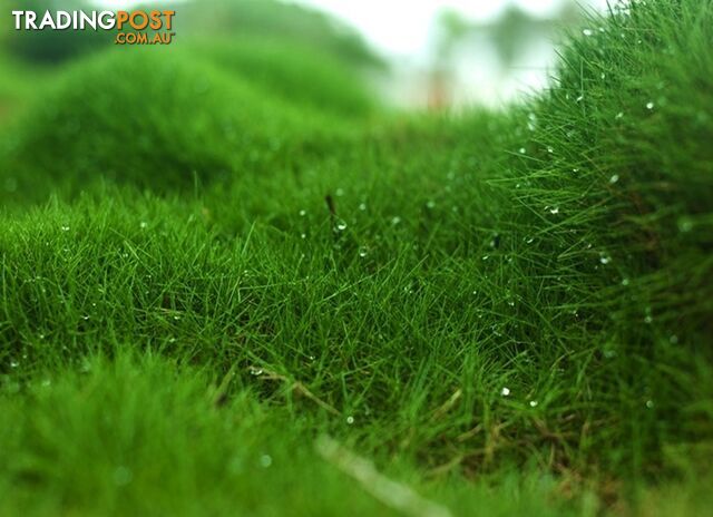 6 x Trays Zoysia Tenuifolia (350mm x 295mm) $205.00 (QLD Only)