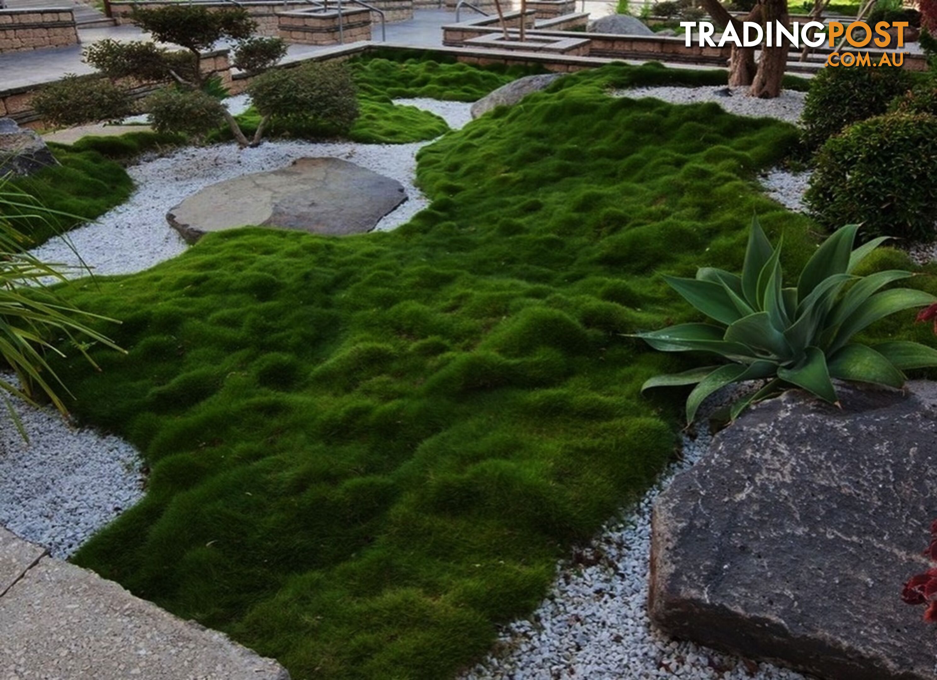 6 x Trays Zoysia Tenuifolia (350mm x 295mm) $205.00 (QLD Only)