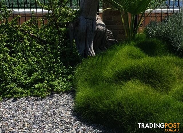 6 x Trays Zoysia Tenuifolia (350mm x 295mm) $205.00 (QLD Only)