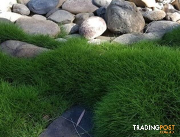 6 x Trays Zoysia Tenuifolia (350mm x 295mm) $205.00 (QLD Only)