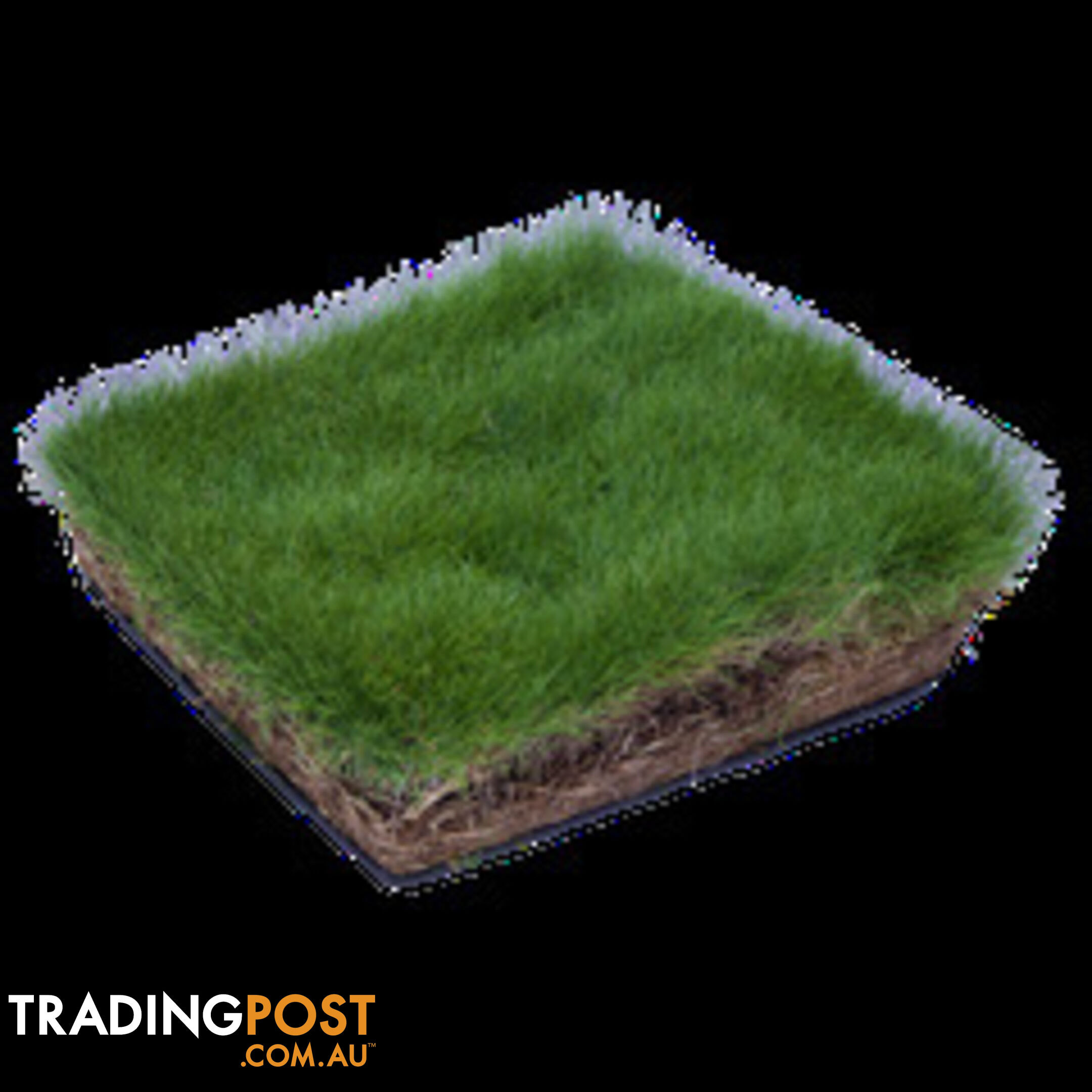 6 x Trays Zoysia Tenuifolia (350mm x 295mm) $205.00 (QLD Only)