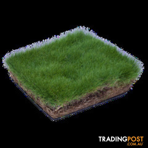 6 x Trays Zoysia Tenuifolia (350mm x 295mm) $205.00 (QLD Only)