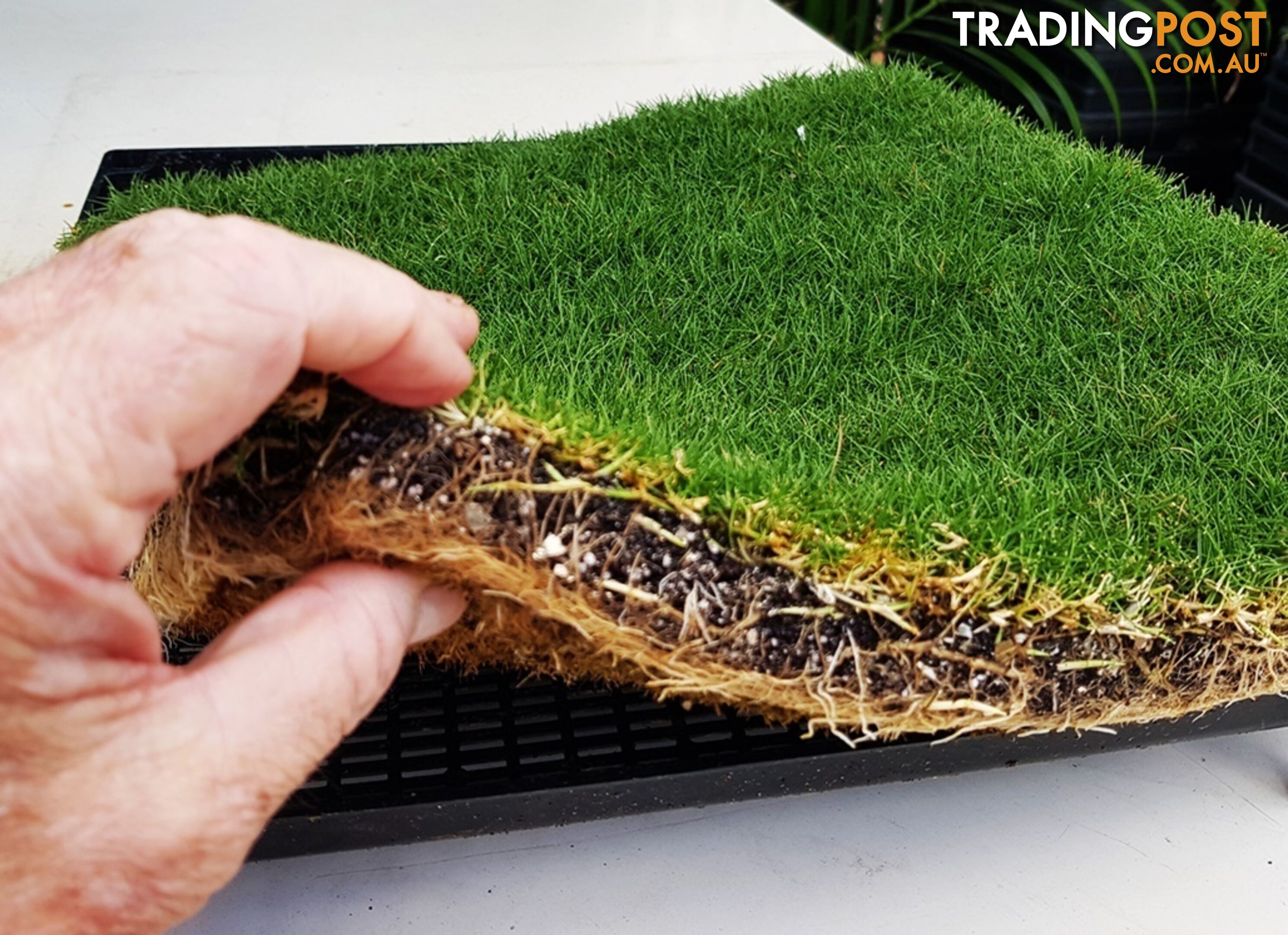 6 x Trays Zoysia Tenuifolia (350mm x 295mm) $205.00 (QLD Only)