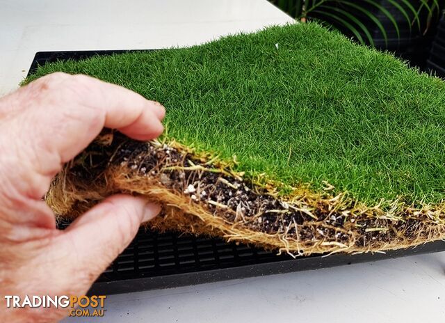 6 x Trays Zoysia Tenuifolia (350mm x 295mm) $205.00 (QLD Only)