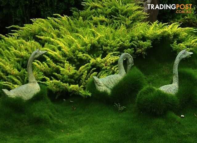 Special - No Mow Grass (Zoysia) 10 x 100mm pots - $7.00 per pot free delivery
