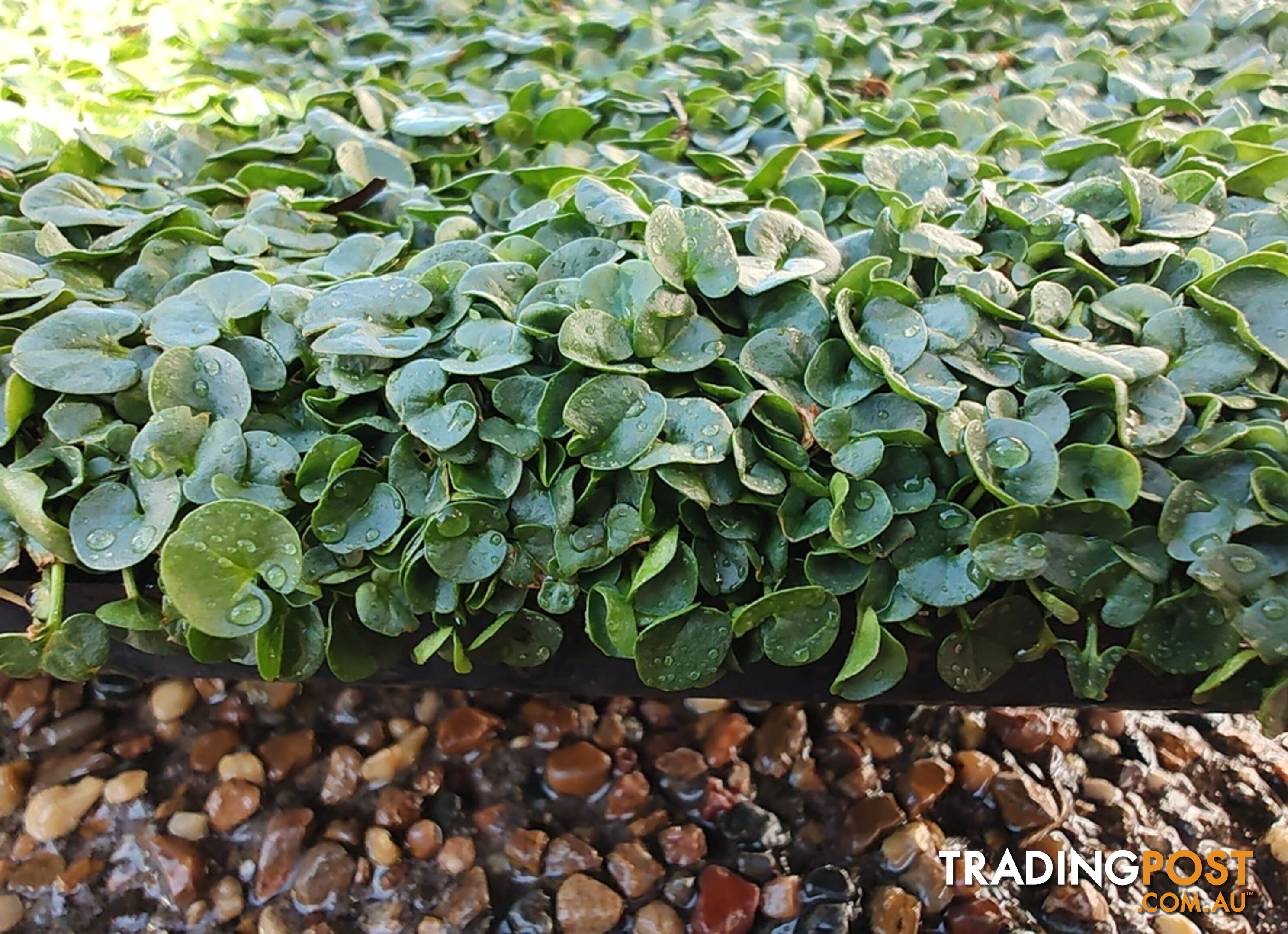 Dichondra Repens Tiny (PBR) - Living Mulch or No Mow Lawn Free Postage