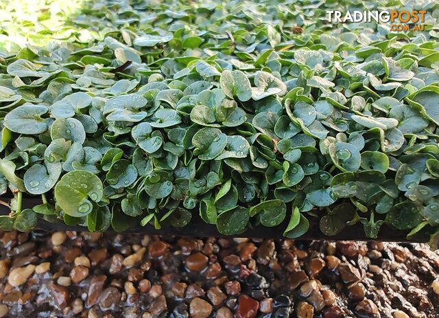 Dichondra Repens Tiny (PBR) - Living Mulch or No Mow Lawn Free Postage