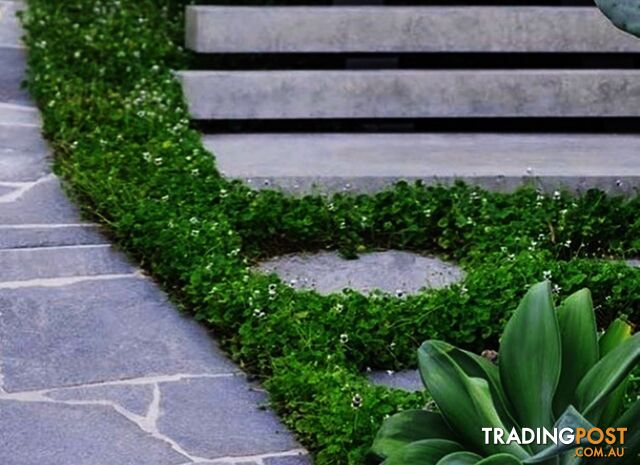 5 x Trays of Native Violet (Viola hederacea) - Free Courier Delivery