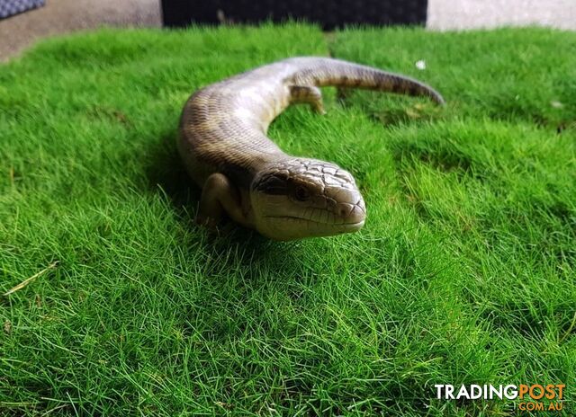 10 x Zoysia Tenuifolia Punnets (145mm x 65mm) QLD Only - Free Postage