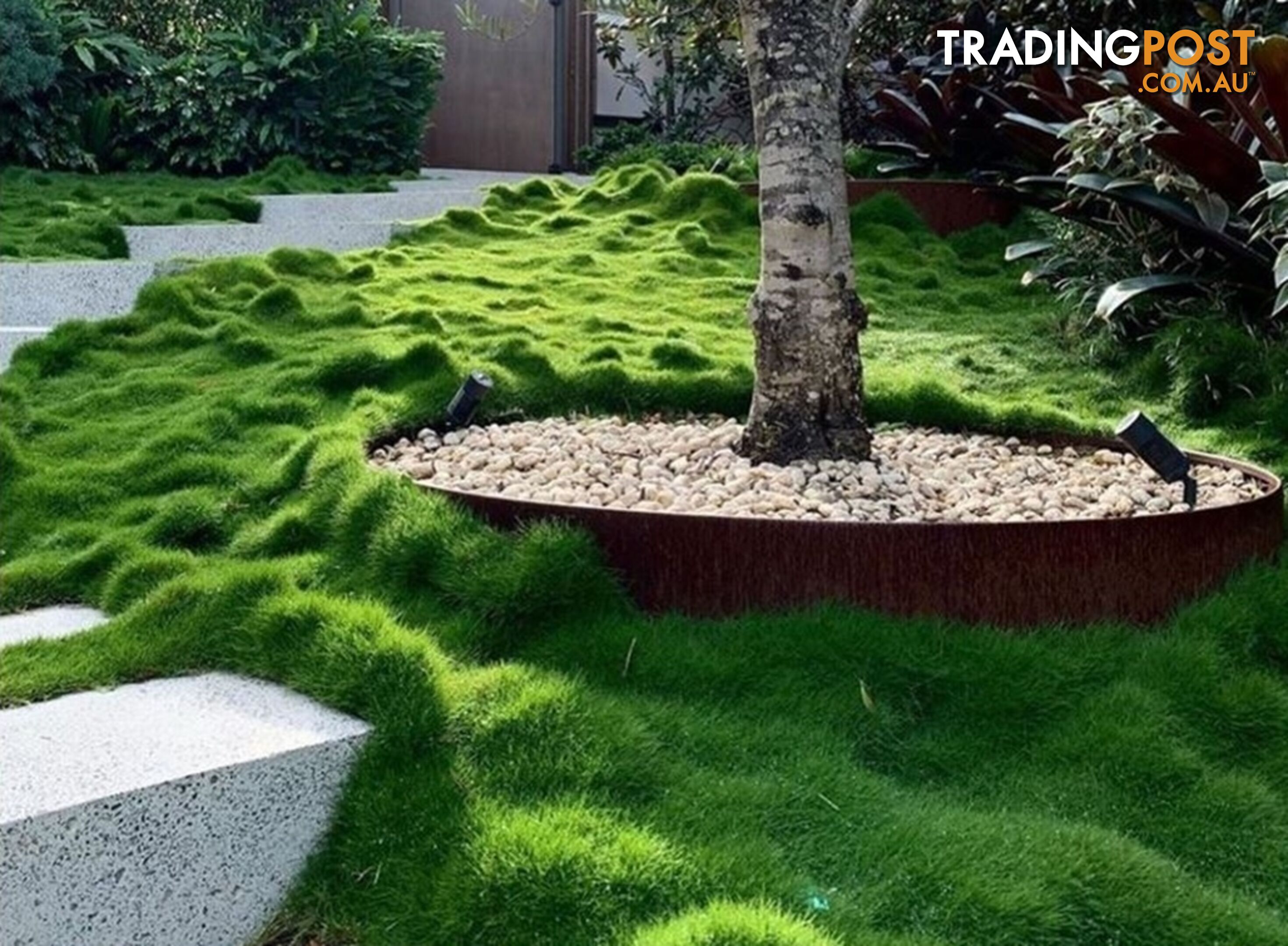 10 x Zoysia Tenuifolia Punnets (145mm x 65mm) QLD Only - Free Postage