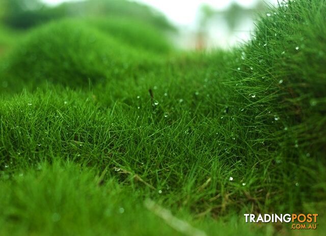 10 x Zoysia Tenuifolia Punnets (145mm x 65mm) QLD Only - Free Postage