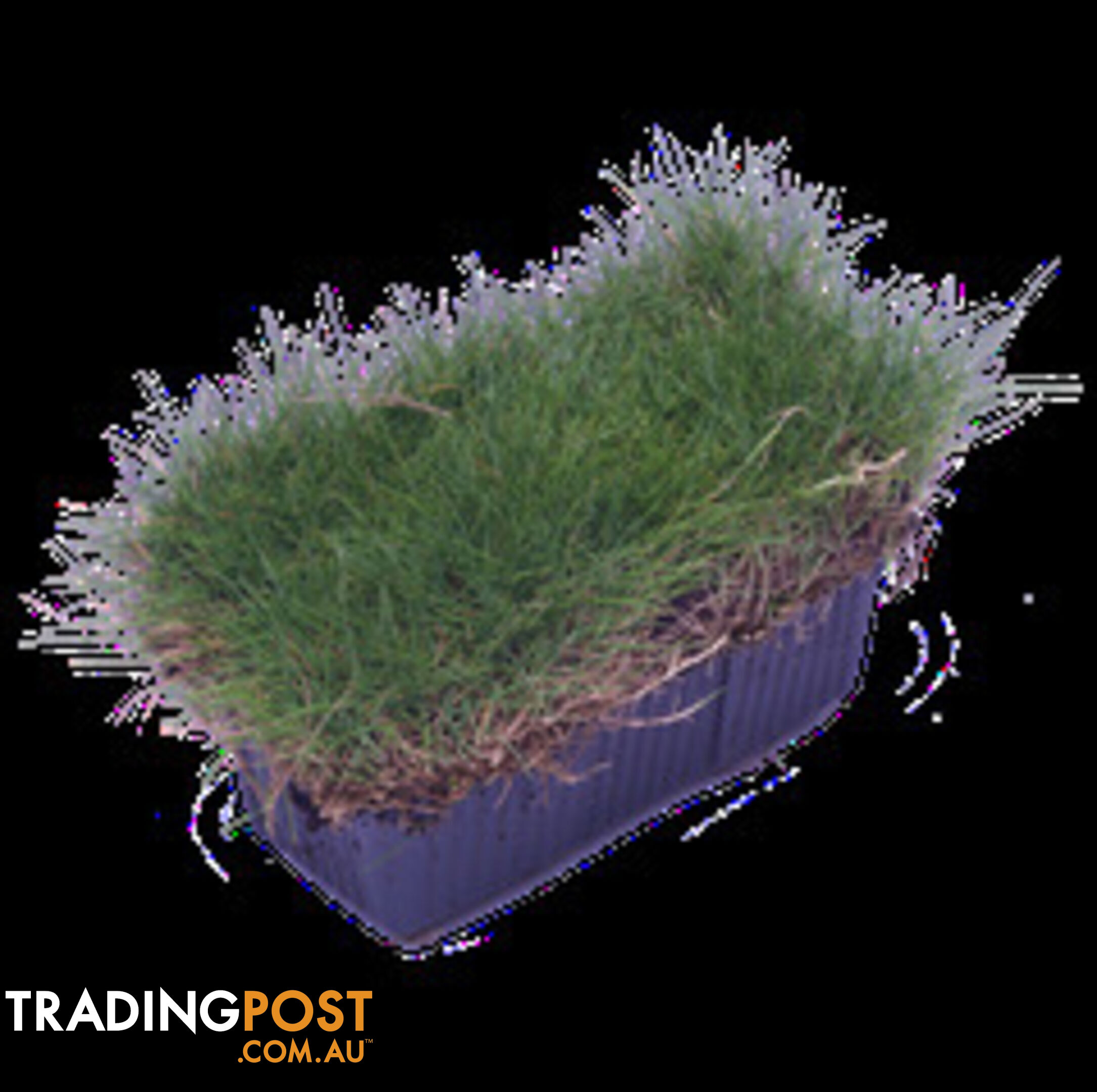 10 x Zoysia Tenuifolia Punnets (145mm x 65mm) QLD Only - Free Postage