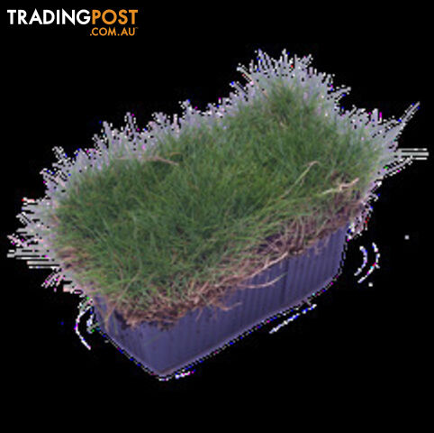 10 x Zoysia Tenuifolia Punnets (145mm x 65mm) QLD Only - Free Postage