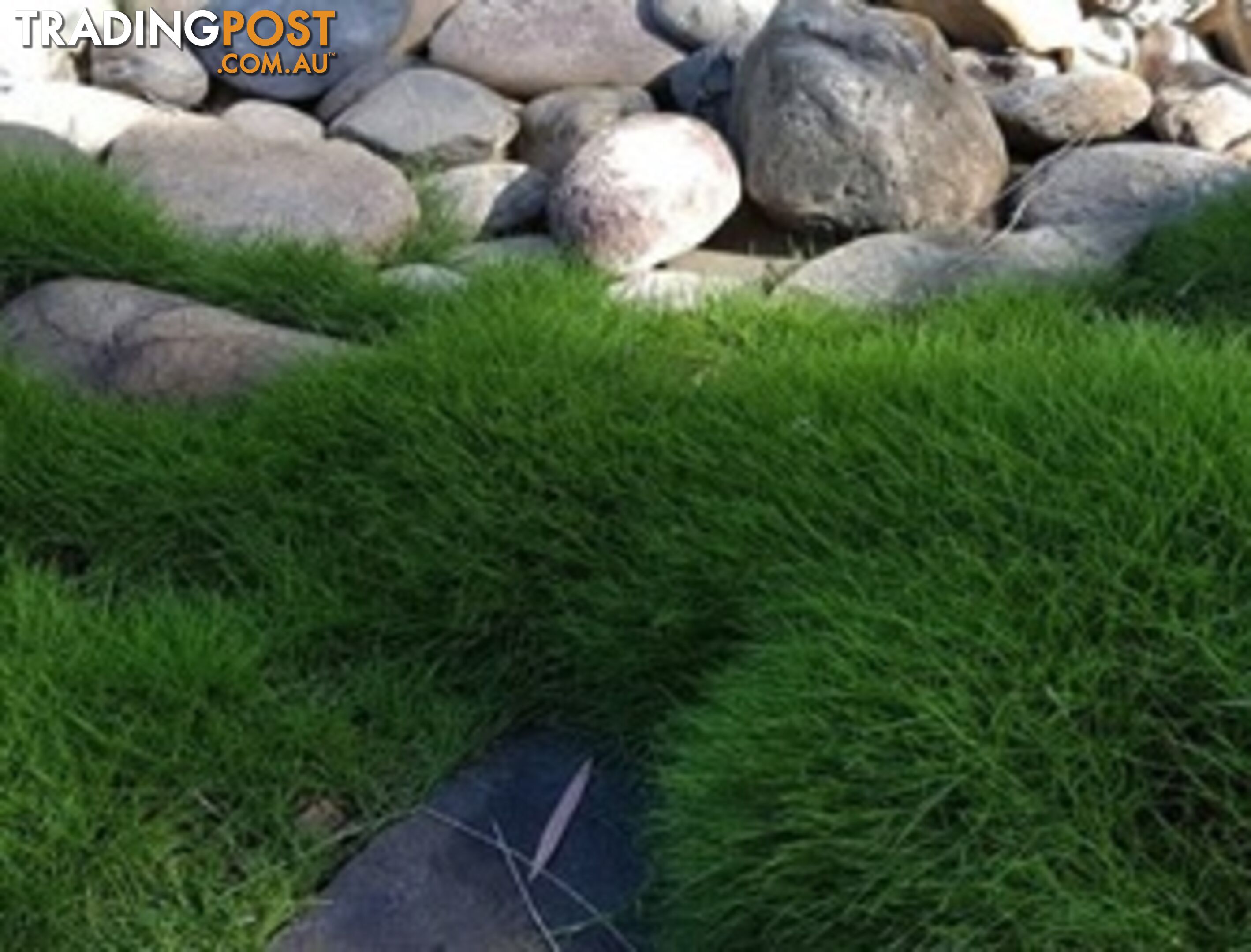 10 x Zoysia Tenuifolia Punnets (145mm x 65mm) QLD Only - Free Postage