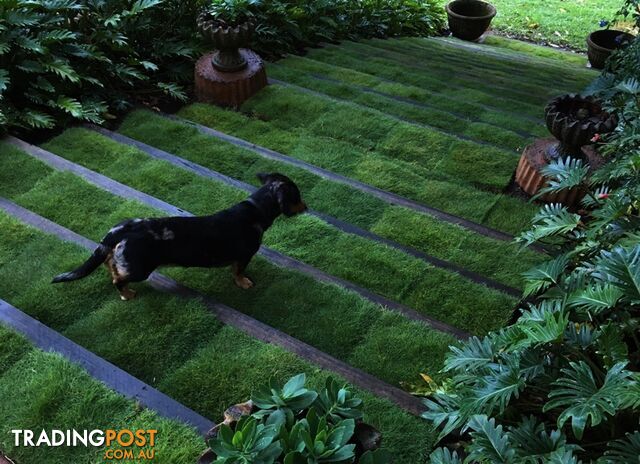 6 x Slabs (Trays) Of Zoysia Tenuifolia 350mm X 295mm Free Courier Delivery