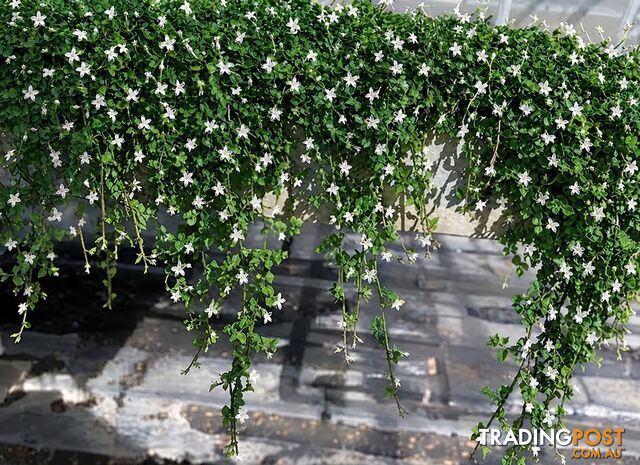 Trailing Pratia pedunculata in 330mm x 330mm Trays - Free Courier Delivery...
