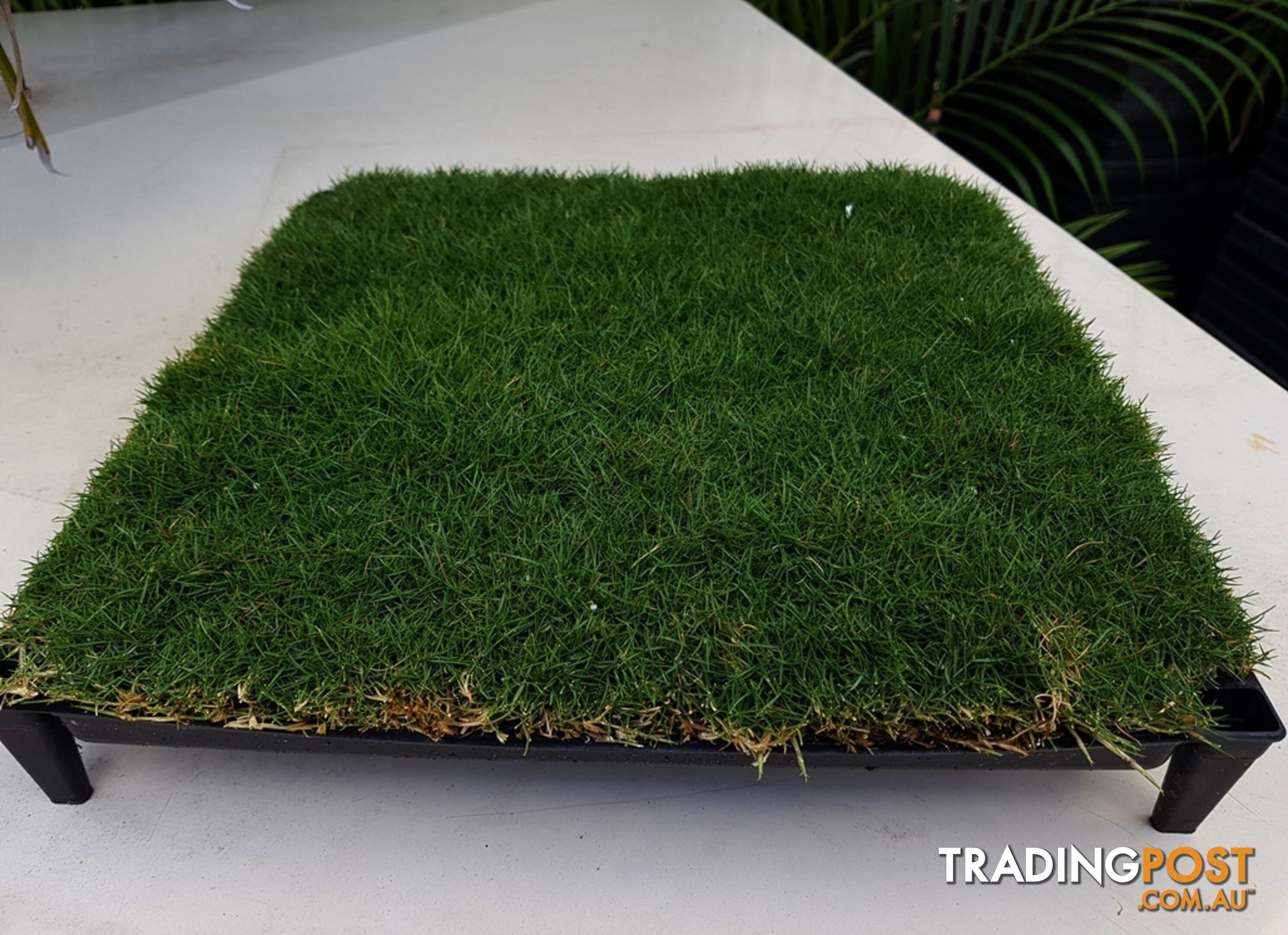 Trays of Zoysia Tenuifolia $49.00 Free Express Delivery.