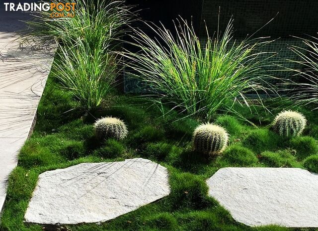 Trays of Zoysia Tenuifolia $49.00 Free Express Delivery.