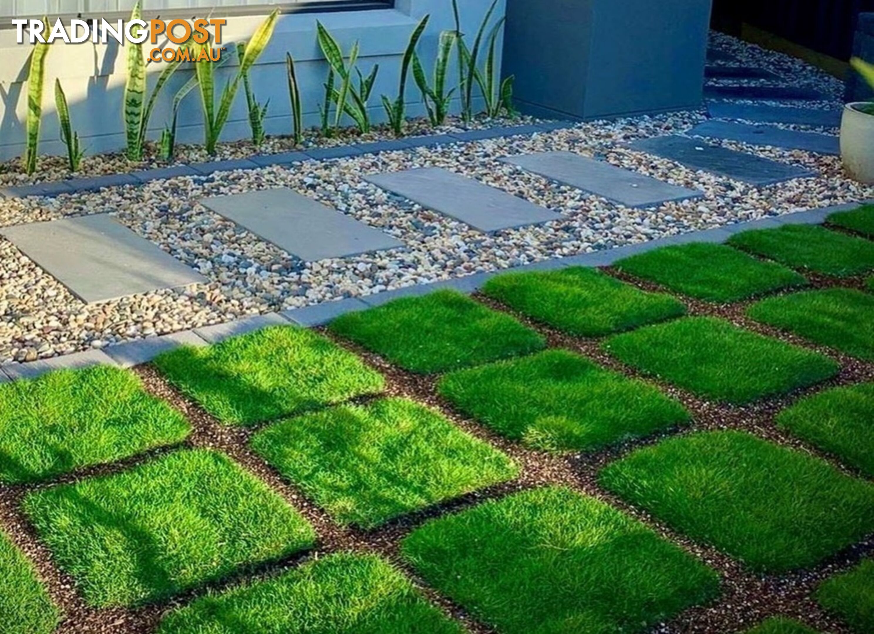 Trays of Zoysia Tenuifolia $49.00 Free Express Delivery.