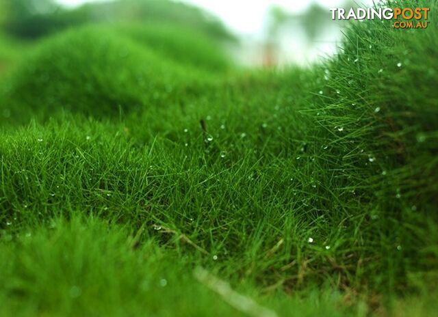 Trays of Zoysia Tenuifolia $49.00 Free Express Delivery.