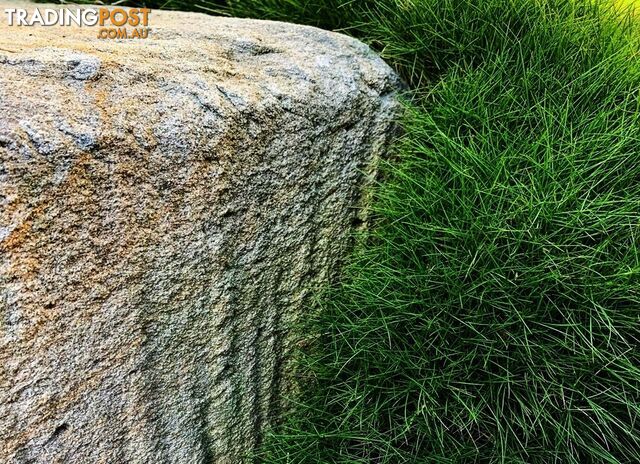 Trays of Zoysia Tenuifolia $49.00 Free Delivery Australia Wide