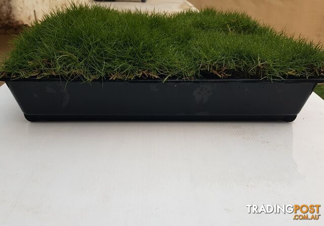 6 x Trays Zoysia Tenuifolia (350mm x 295mm) $205.00 (QLD Only) - Free Post