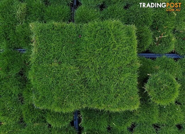 6 x Trays Zoysia Tenuifolia (350mm x 295mm) $205.00 (QLD Only) - Free Post